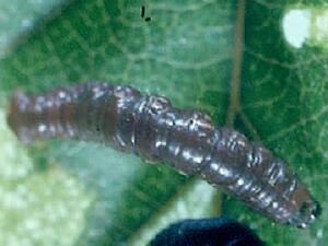 Rheumaptera hastata