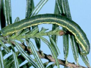 Cladara limitaria