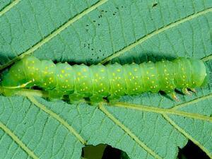 Brachionycha borealis