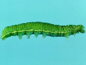 Psaphida electilis