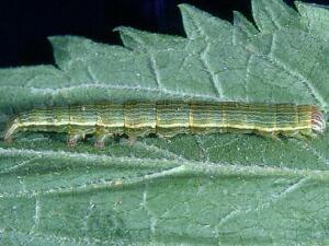 Catabena lineolata