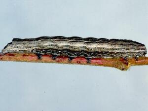 Sympistis badistriga