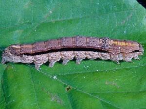 Sympistis chionanthi