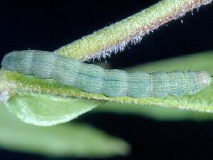 Sympistis saundersiana