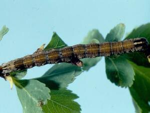 Sympistis piffardi