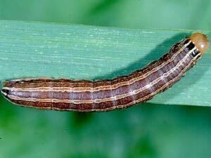 Nephelodes minians
