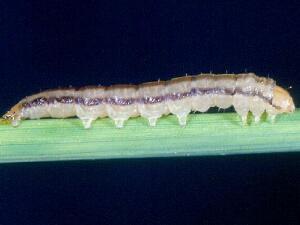 Mesapamea fractilinea