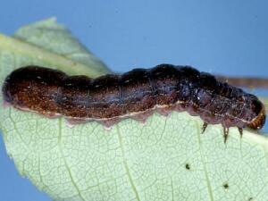 Eupsilia tristigmata