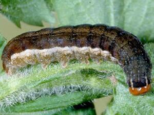 Eupsilia devia
