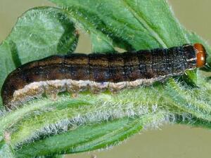 Eupsilia devia