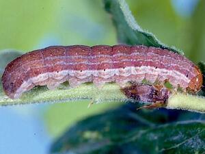 Epiglaea apiata