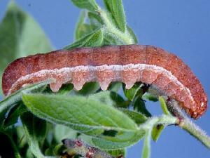 Chaetaglaea sericea