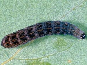 Anathix puta