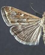 Loxostege munroealis