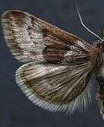 Loxostege ephippialis