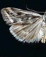 Loxostege commixtalis