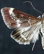 Pyrausta nicalis