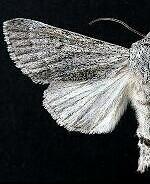 Acronicta cyanescens