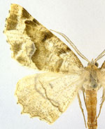 Neoselenia asteria