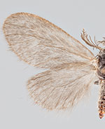 Eucoloneura fragilis