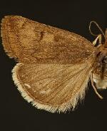 Loxostege thallophilalis