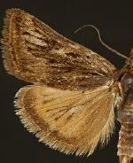 Loxostege brunneitincta