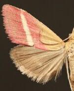 Pyrausta corinthalis