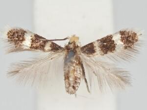 Stigmella diffasciae