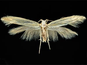 Argyresthia ruidosa