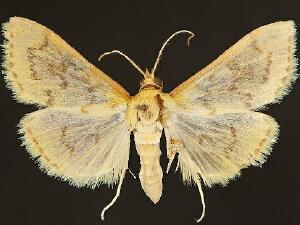 Loxomorpha cambogialis