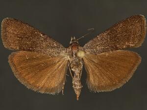 Pyla nigricula