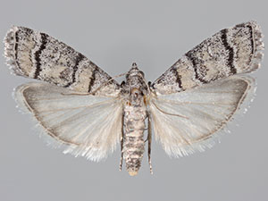 Dioryctria subtracta