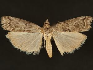 Megasis rubrithoracella