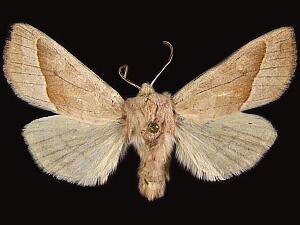 Hydraecia obliqua