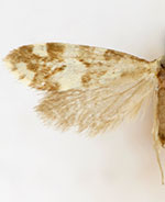 Greya obscuromaculata