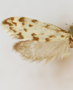 Greya punctiferella