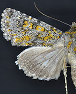 Sympistis poliafascies