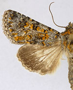 Sympistis poliafascies