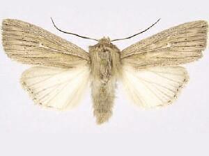 Leucania oregona