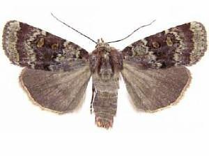 Abagrotis pulchrata