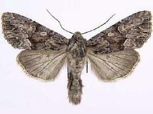 Apamea centralis