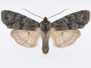Lithophane lepida