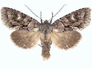 Xylotype arcadia