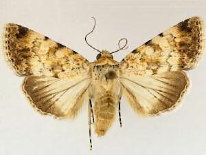 Sympistis linda
