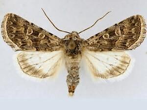 Sympistis augustus