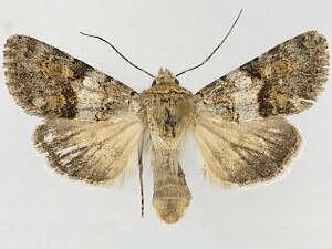 Sympistis fasciata