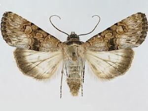 Sympistis occata