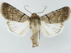 Sympistis bakeri