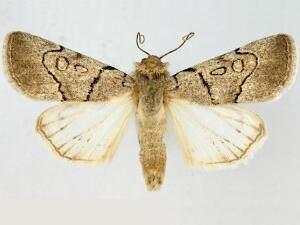 Sympistis bakeri