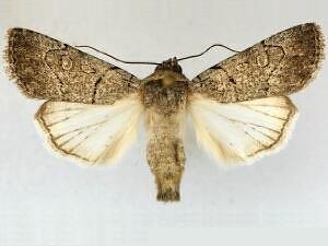Sympistis bakeri
